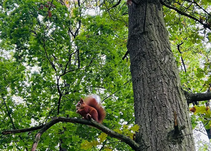 Na Klenici Апарт-отель Млада-Болеслав